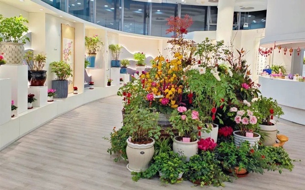 【文化旅游】上海辰山植物园2023迎春花展将持续至2月16日
