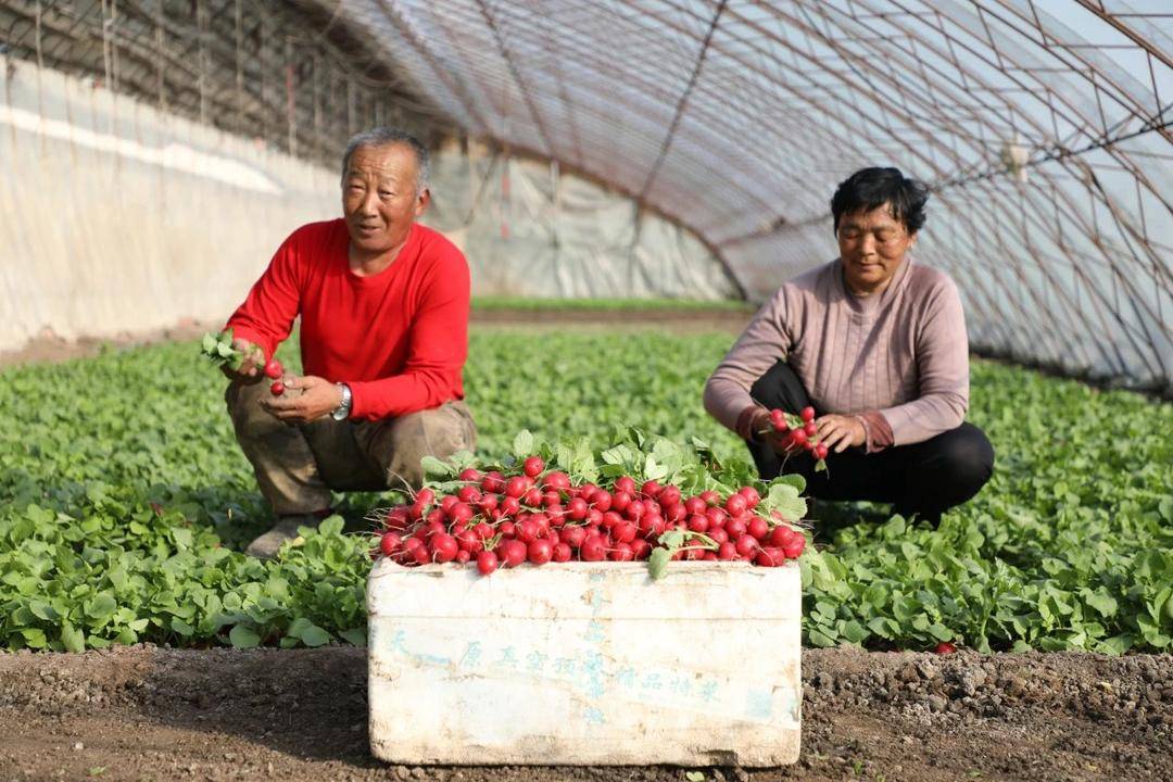 营口市老边区：生态农业铺就农民致富路