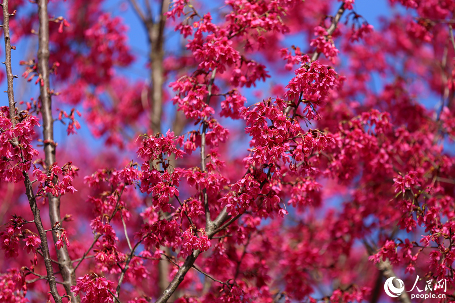 春暖花開、競相綻放  廈門妙高山千余株櫻花盛開宛若幻境