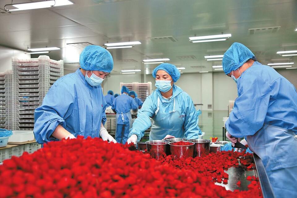 曲靖会泽：香甜小草莓 做出大产业