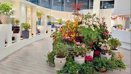 【文化旅遊】上海辰山植物園2023迎春花展將持續至2月16日