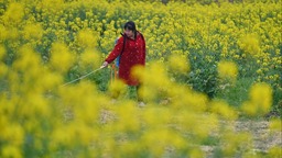 （转载）不负春光！成都田间地头绘出多彩春耕图