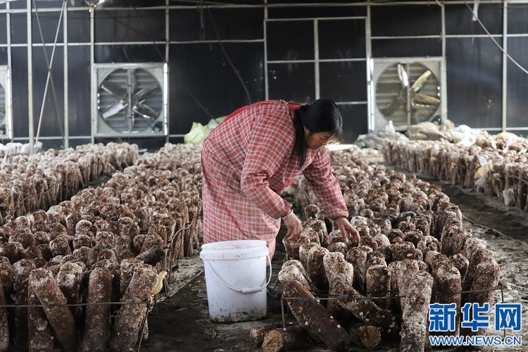 江西吉安：小菌菇激活乡村振兴大产业