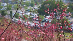【城市远洋】重庆市沙坪坝：红岩景区红梅花又开
