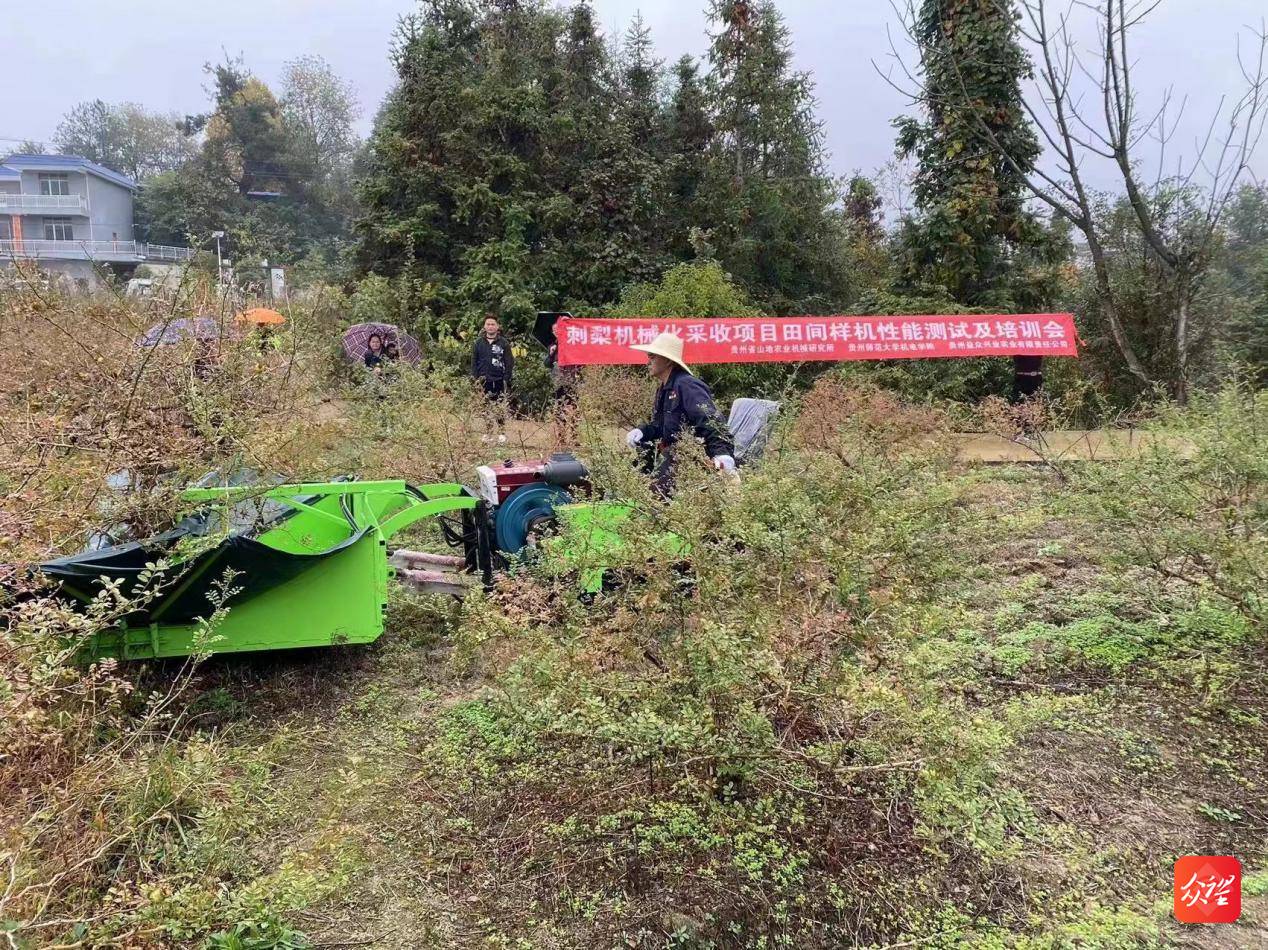 采摘刺梨不再怕刺手 贵州师范大学采摘机来了