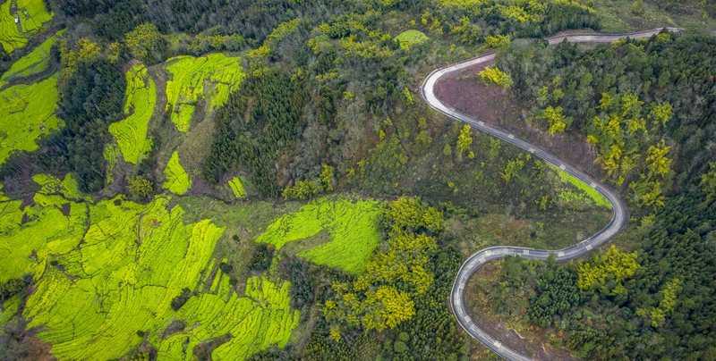 图集 | 立春时节 乐山马边万亩油菜花开_fororder_图片3
