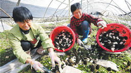 湖北食用菌産業綜合産值、出口創匯創新高
