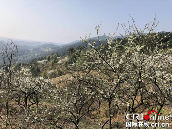 【CRI專稿 標題摘要】花開十里成景觀 銅梁石魚鎮花果山賞花季啟幕