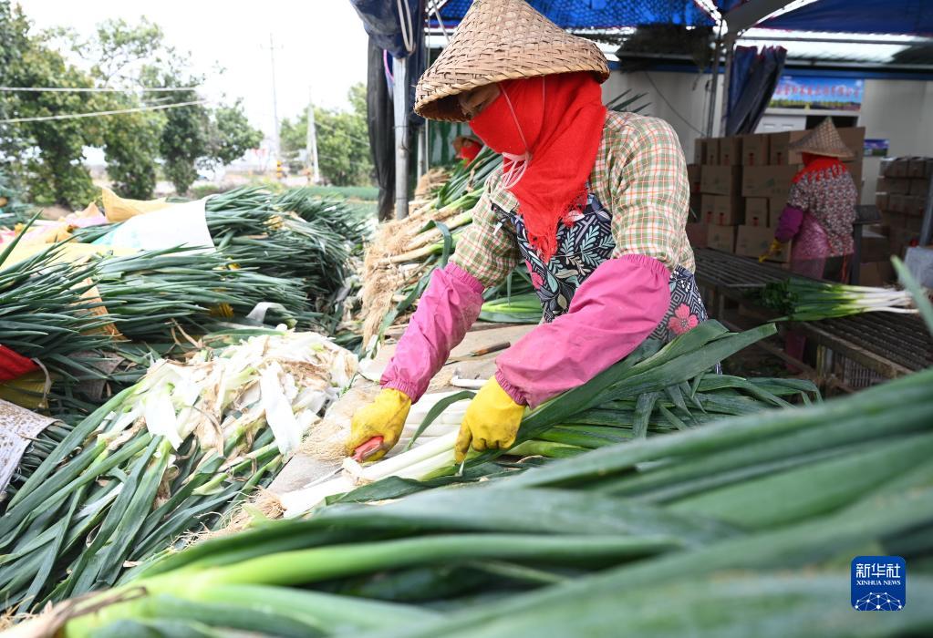 福建漳浦：大蔥豐收季