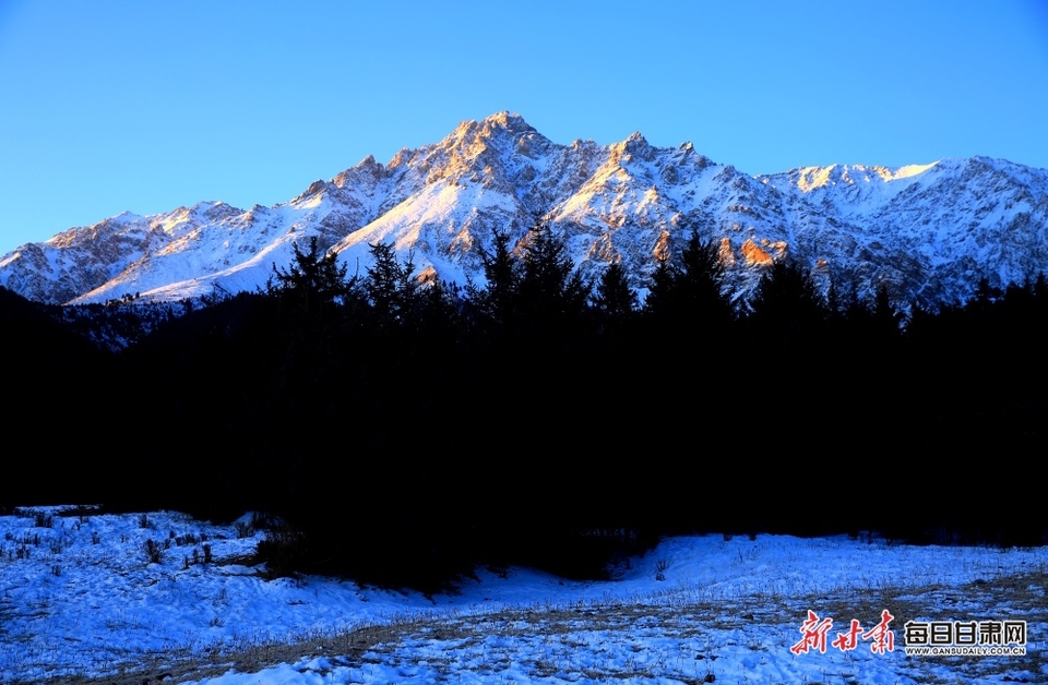 【轮播图】张掖肃南：松林如墨染祁连 瑞雪纷纷增春色_fororder_1