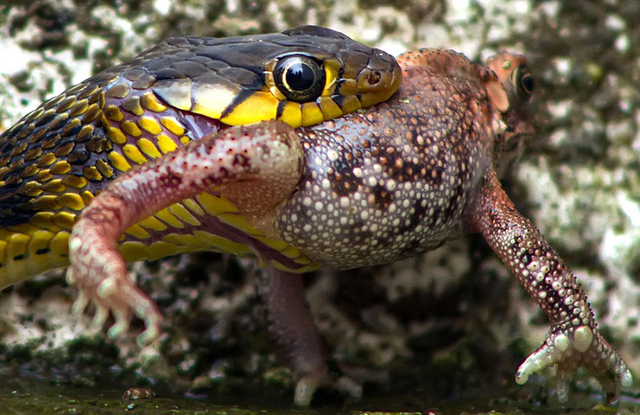 蛇吞食青蛙 场面凶残震撼(组图)