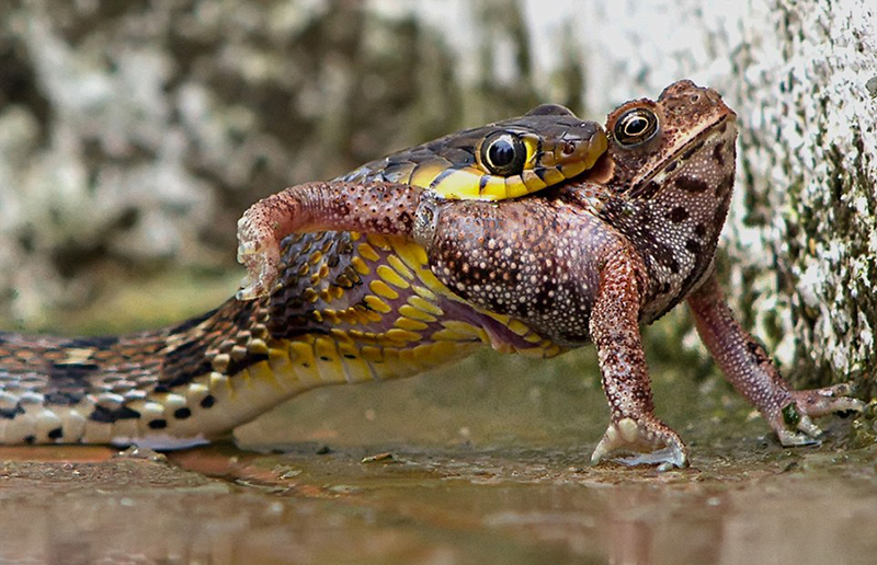 蛇吞食青蛙 场面凶残震撼(组图)