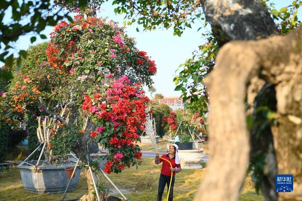 漳州“三花”香飘海外