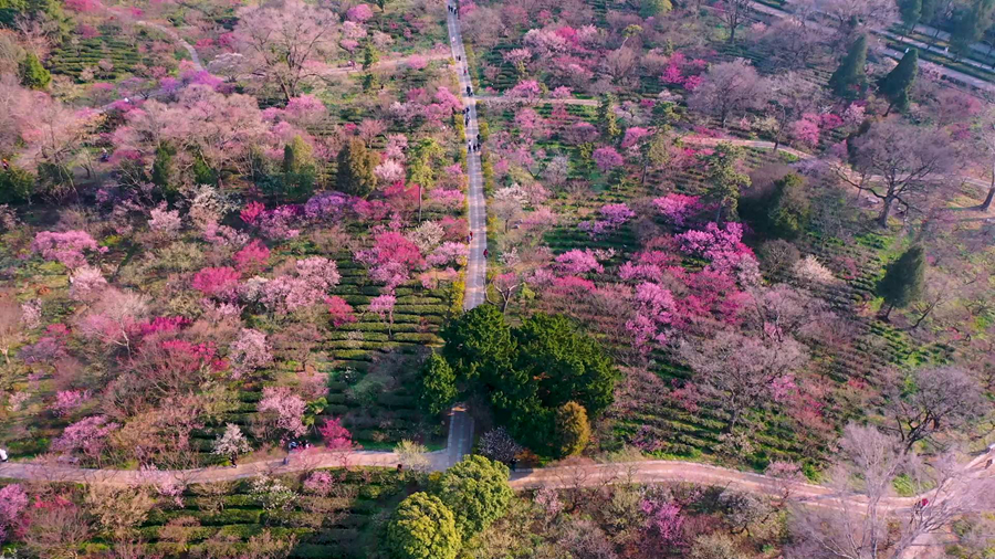 梅綻枝頭春意濃 南京開啟“賞梅時間”