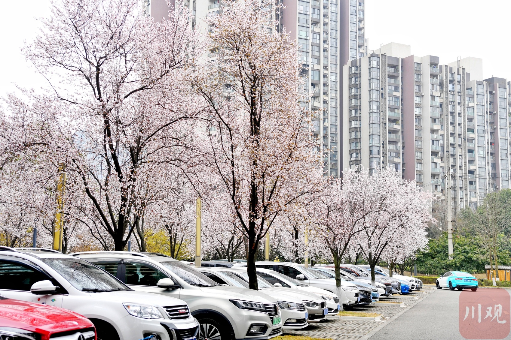 （转载）阳春三月花如雪 这里的停车场美出圈了