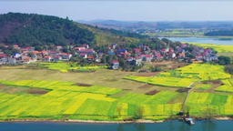 湖南衡東：千畝油菜花海迎春盛放