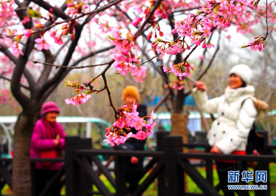 上海櫻花節即將揭幕