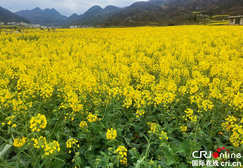 贵州关岭：坡贡镇凡化村油菜花开美如画_fororder_93a4019ed3234e23a67154f2db3a1ad