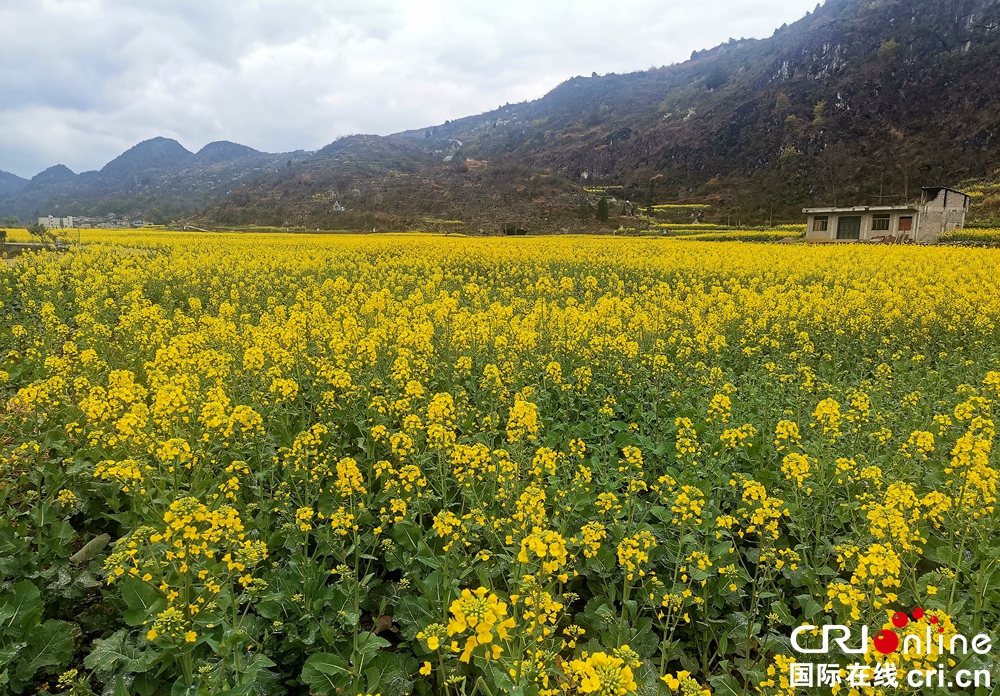 貴州關嶺：坡貢鎮凡化村油菜花開美如畫_fororder_376f44c96b4f6b4a588219f547c5643