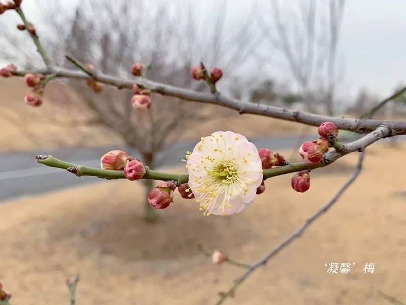 【文化旅遊】上海辰山植物園部分梅花早花品種已盛開