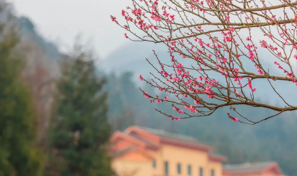 贵州钟山：梅花绽放 踏春游园正当时_fororder_微信图片_20230208133513