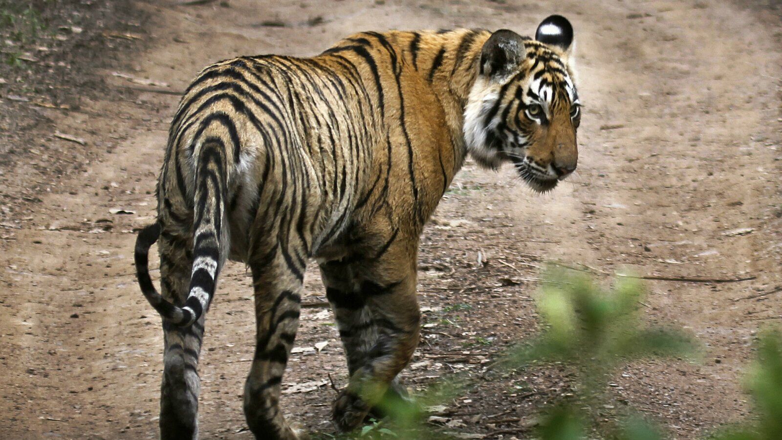印度最受欢迎老虎死亡 消息占据各大印媒头版