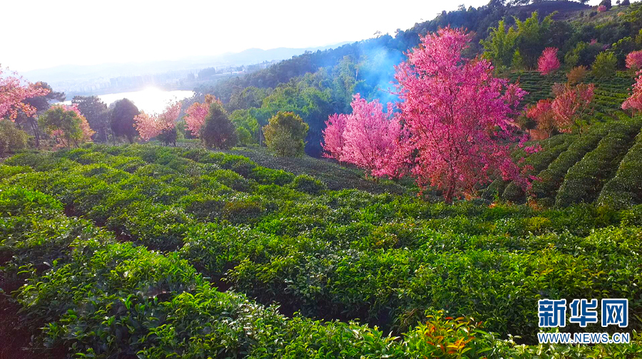 【“飞阅”中国】航拍普洱茶山樱花盛开 感受花香、茶香交织