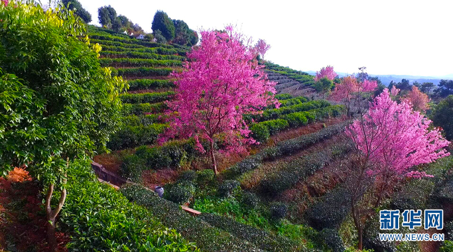 【“飞阅”中国】航拍普洱茶山樱花盛开 感受花香、茶香交织