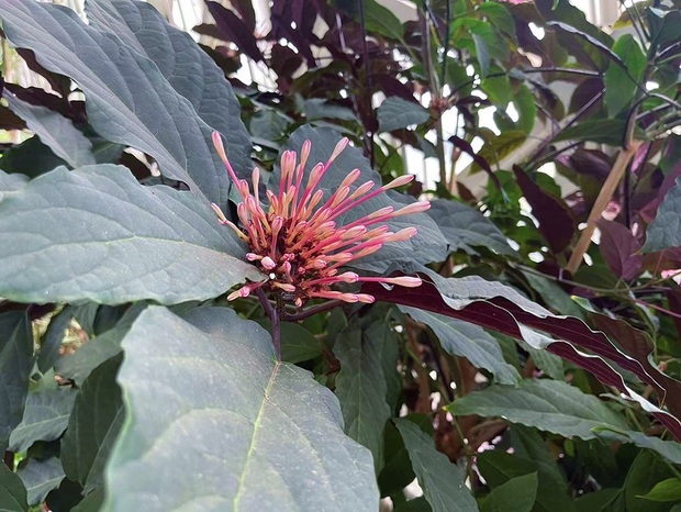 【文化旅遊】上海辰山植物園綻放璀璨“煙火” 花期長達半年之久