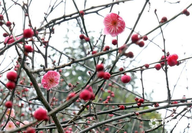 木塔寺公園梅花報春