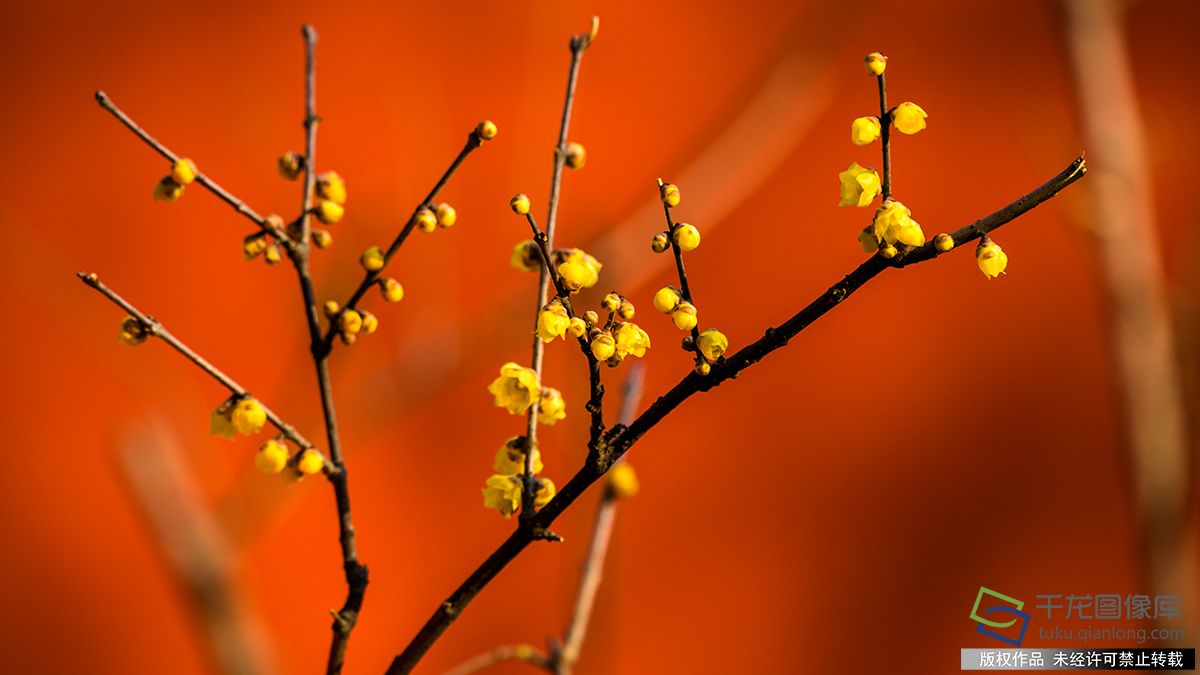 北京臘梅花綻放報春來