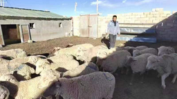 【原创】武威天祝：电力保障让羊产业“畜”势勃发