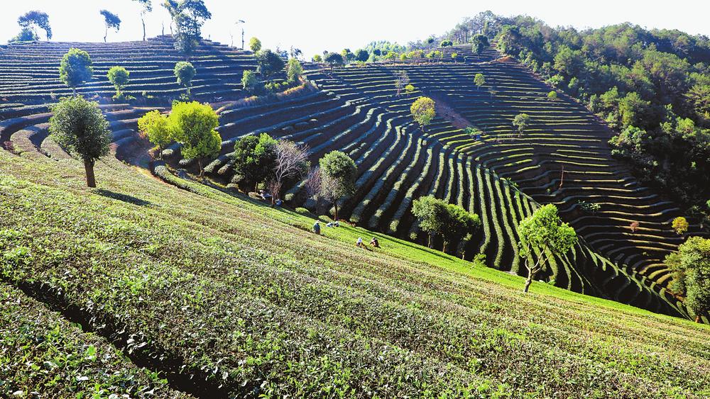 普洱宁洱：茶农抢抓节令采摘今年第一批春茶_fororder_9f19