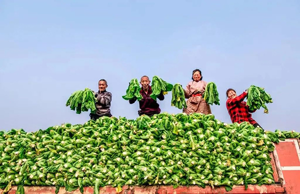 眉山東坡：春天裏的“豐收季”_fororder_太和鎮金光村300畝青菜喜獲豐收-供圖-東坡區委宣傳部