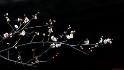 （转载）崇州罨画池：宫墙梅香入画来