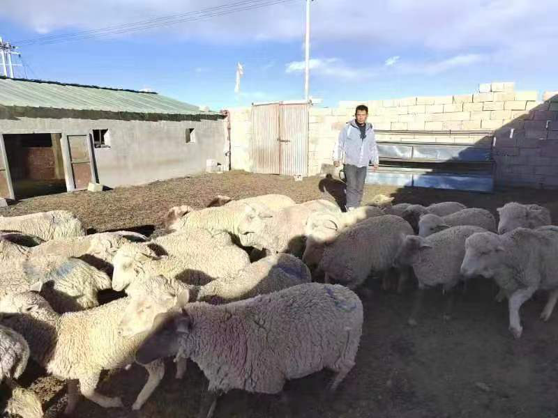 【原创】武威天祝：电力保障让羊产业“畜”势勃发_fororder_1