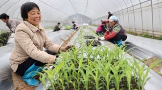 建德：移栽秧苗 万象“耕”新
