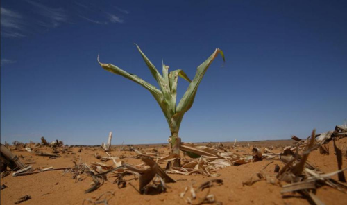 受干旱影响 非洲南部国家明年可能粮食再次短缺