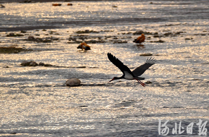 （中首）河北井陘：濕地生態美 候鳥翩翩舞