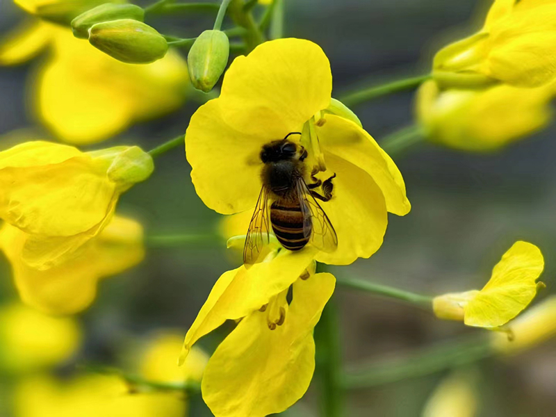 雅安：一沐春风万顷黄 油菜花开美如画_fororder_油菜花美景--供图--雅安市委宣传部（7）