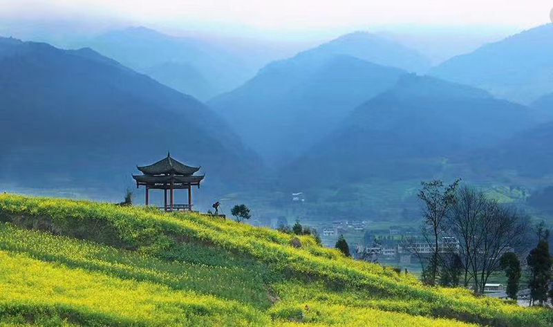 雅安：一沐春风万顷黄 油菜花开美如画_fororder_油菜花美景--供图--雅安市委宣传部