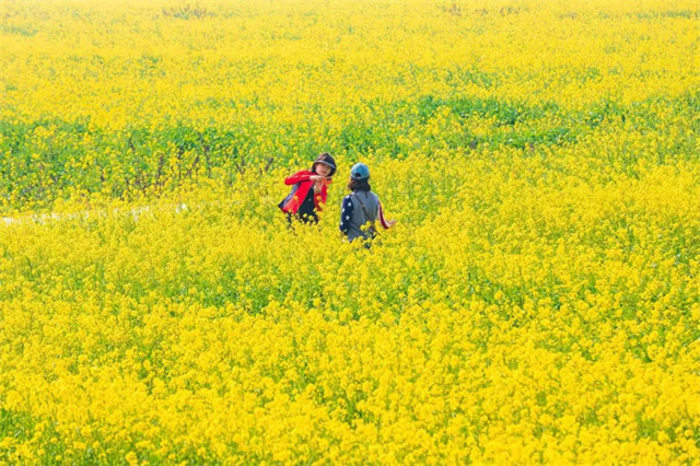 消泗乡油菜花2022图片