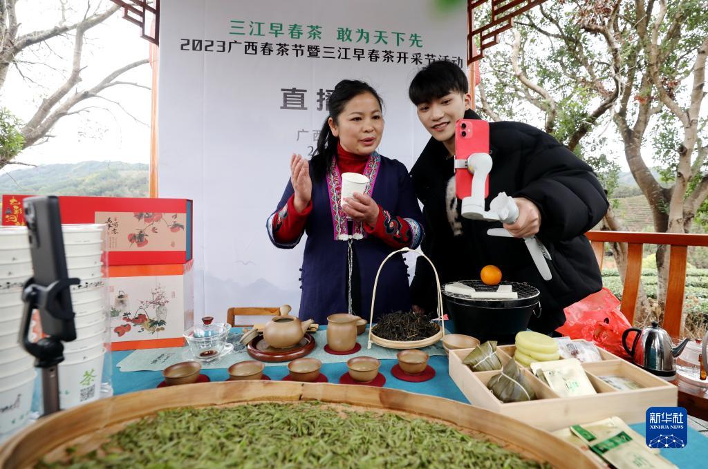 广西三江：春茶开采