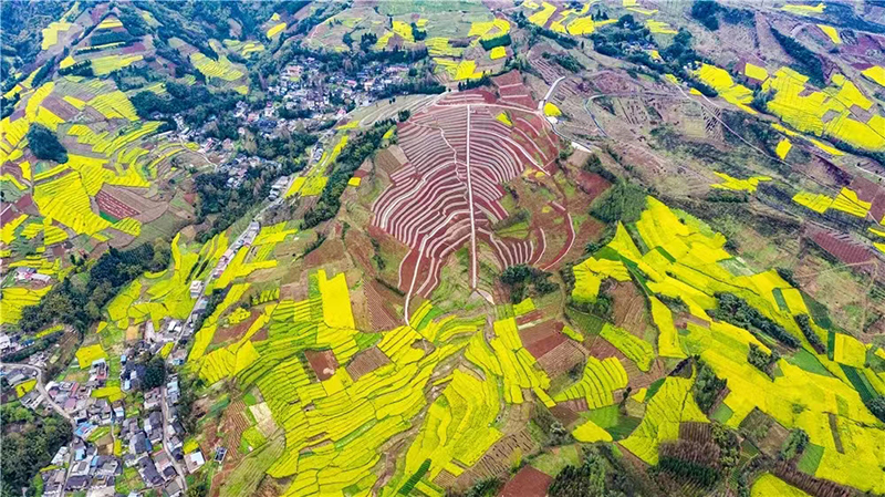 雅安：一沐春风万顷黄 油菜花开美如画_fororder_油菜花美景--供图--雅安市委宣传部（5）