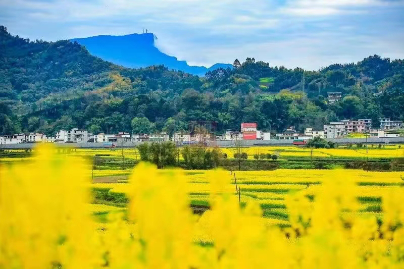 雅安：一沐春风万顷黄 油菜花开美如画_fororder_油菜花美景--供图--雅安市委宣传部（6）