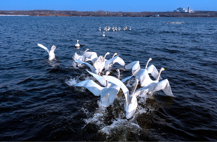 河南安阳：百余只天鹅到访汤河国家湿地公园