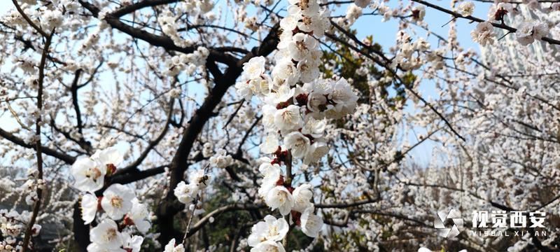 街心花园 春意盎然