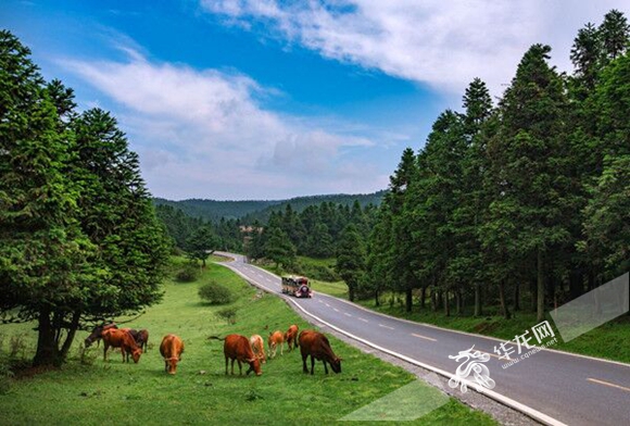 风景优美的仙女山大草原.武隆景区供图 华龙网发