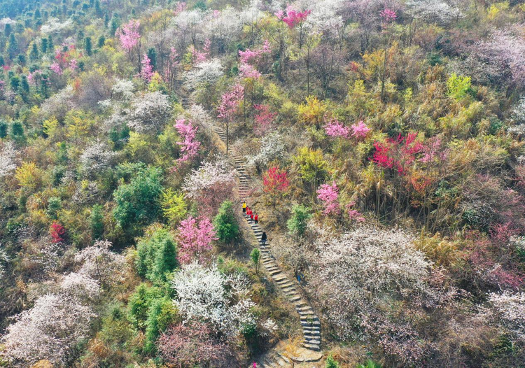 湖南臨武：櫻花綻放引客來_fororder_圖片4