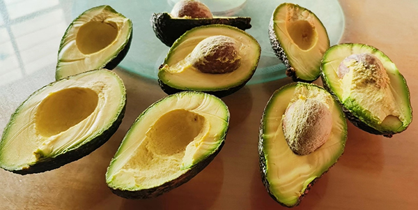 凉山会东牛油果喜获丰收 规模农业助力乡村振兴_fororder_牛油果-摄影-雷国香